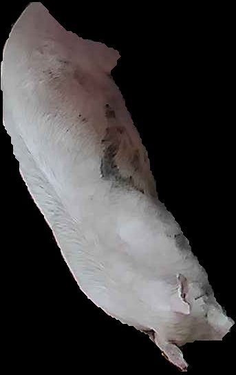 Crop