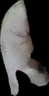 Crop