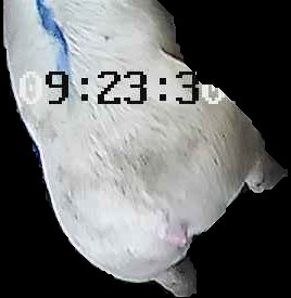 Crop