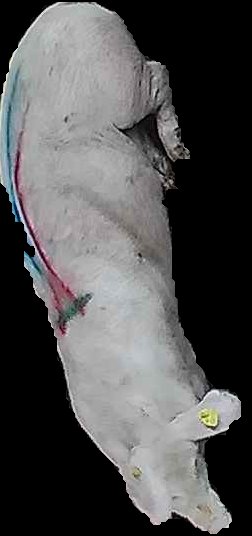 Crop