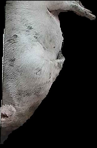 Crop