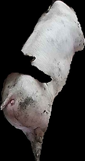 Crop