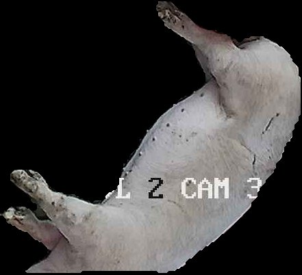 Crop