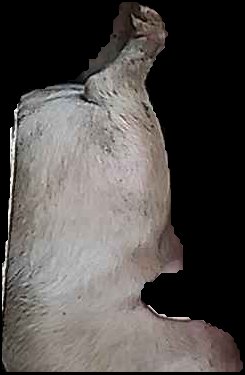 Crop