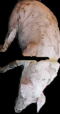 Crop