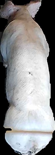 Crop