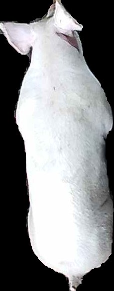 Crop