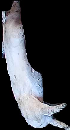 Crop