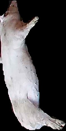 Crop