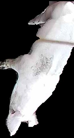 Crop