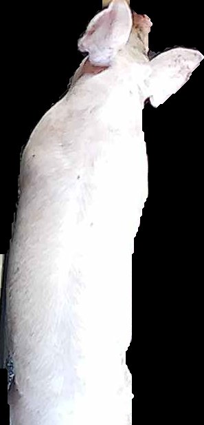 Crop