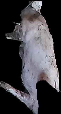 Crop
