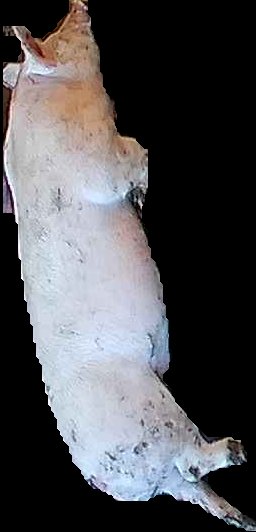Crop