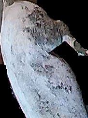 Crop