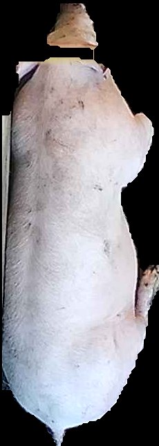 Crop