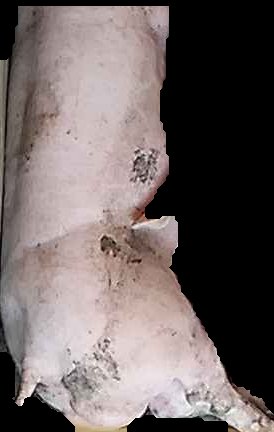 Crop