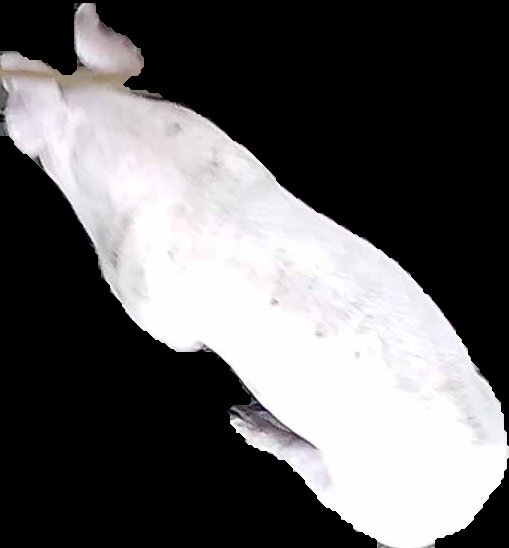 Crop