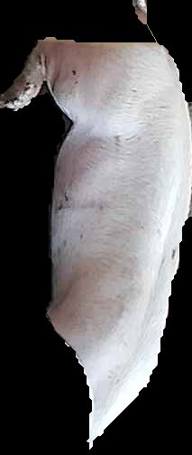 Crop