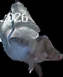 Crop
