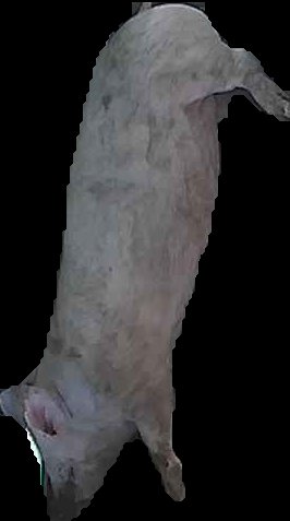 Crop