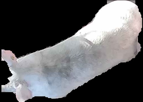 Crop