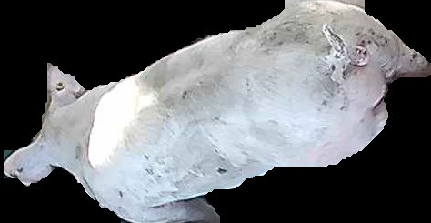 Crop