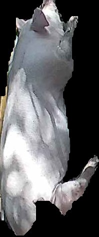 Crop