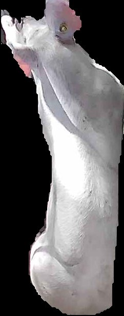 Crop