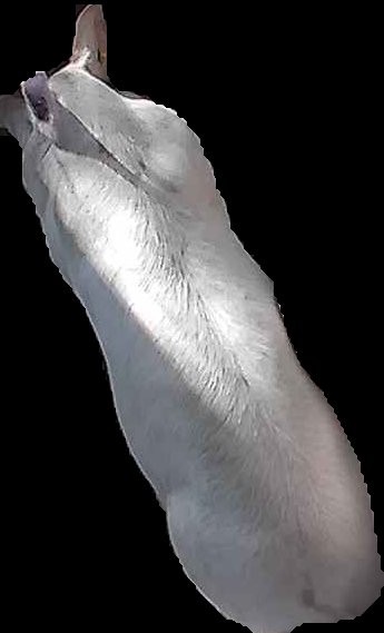 Crop