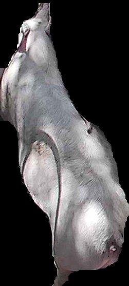 Crop