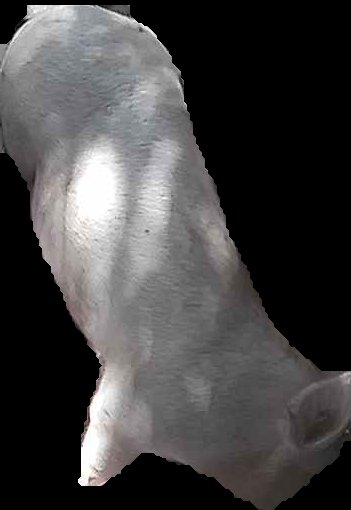 Crop