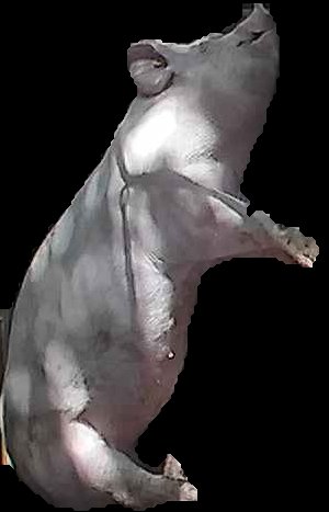 Crop
