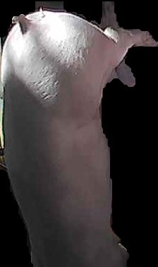 Crop