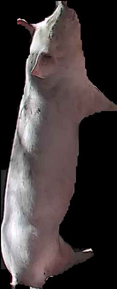 Crop