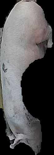 Crop