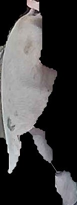 Crop