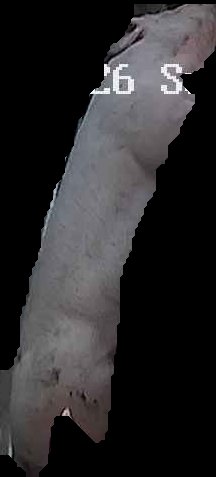 Crop