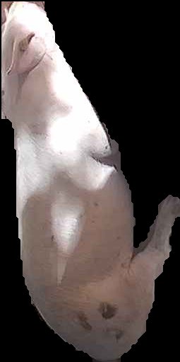 Crop