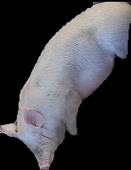 Crop
