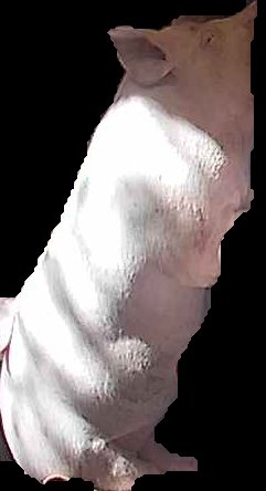 Crop