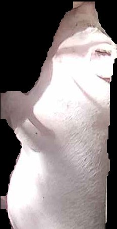 Crop