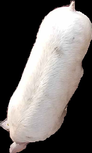 Crop