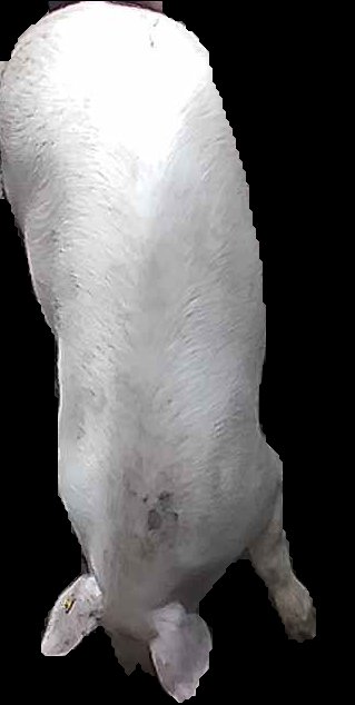 Crop