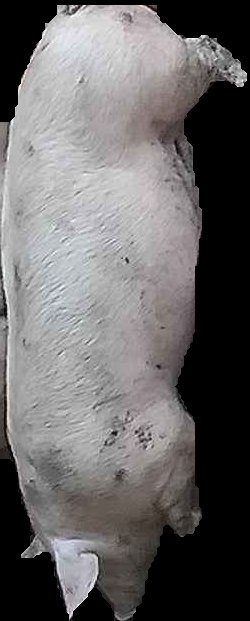 Crop