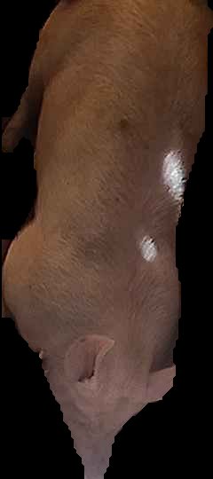 Crop