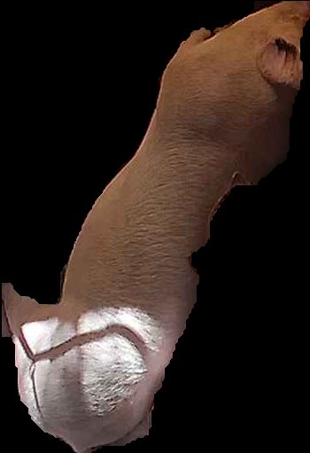 Crop