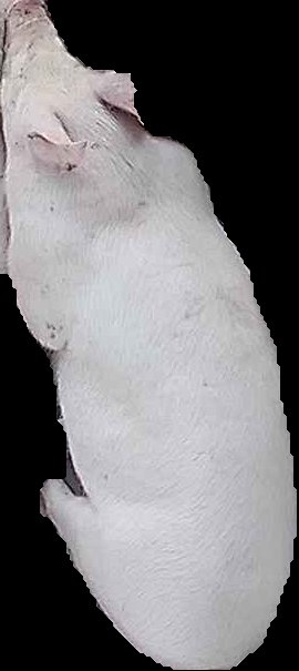 Crop