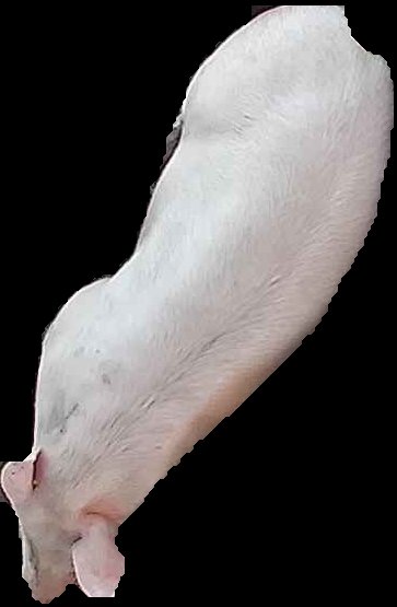 Crop