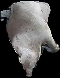 Crop