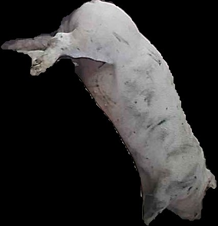 Crop